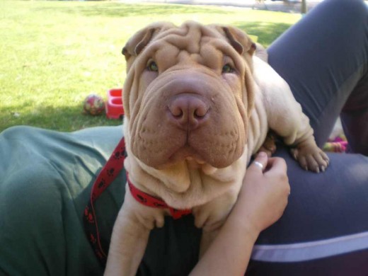 Hola soy Rainbow y busco novia. Soy muy guapo,jugueton y con descendencia genitica. Te garantizo ser mama de una linda camada, ponte en contacto con mis dueñas.