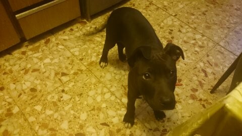 es una cachorra pitbull tiene casi 4 meses es un amor