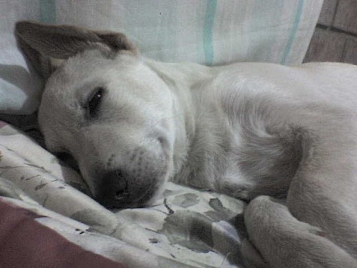 aca durmiendo en mi cama el muy conchudo! 