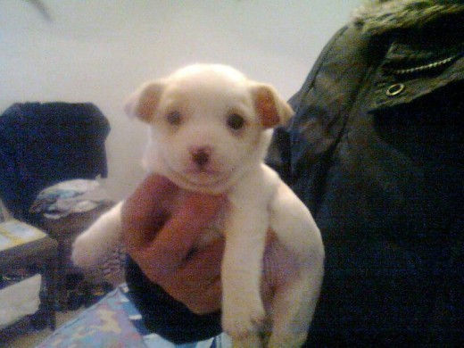 copito con un mes copito con un mes