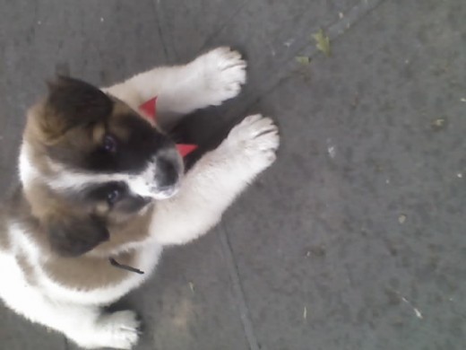 ps aqui descansando en el parke y biendo una linda palomita jejeje