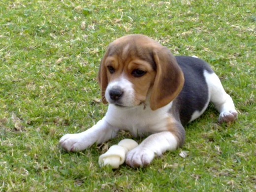 quien dijo que los beagle no fruncen el ceño?