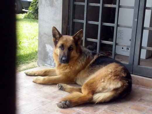 Lola, fue un regalo que nos dio mi tio por parte de mi madre, la fecha que use no es de nacimiento si no mas bien de cuando no llego a la casa c:
Ella vendría siendo la mayor de los otros perros, y a pesar de que deviera ocupar el puesto de cuidar la casa, no lo hace mucho como lo hacia la flor. Es divertida, pero muy seria también Lola, fue un regalo que nos dio mi tio por parte de mi madre, la fecha que use no es de nacimiento si no mas bien de cuando no llego a la casa c:
Ella vendría siendo la mayor de los otros perros, y a pesar de que deviera ocupar el puesto de cuidar la casa, no lo hace mucho como lo hacia la flor. Es divertida, pero muy seria también