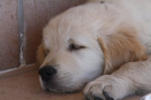 Tarita a la hora de la siesta