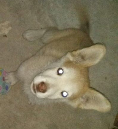 El es Balto, es una cruza de Husky con Pastor Alemán.
Tiene sus ojitos verdes :3.