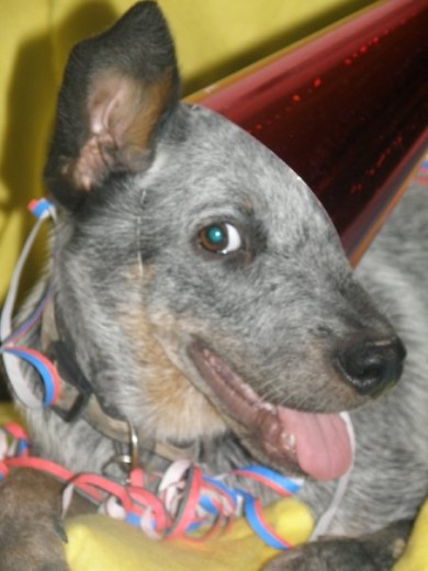 realmente es un ganadero australiano (blue heeler), no encontré la raza en la lista
esta foto fue cuando cumplió 5 meses