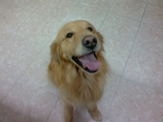 Hola soy Max y quiero conocer una linda perrita para tener un lindo encuentro.