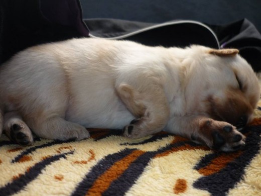 Mi Bbe Hermoso ... Bunny Mi Bbe Hermoso ... Bunny