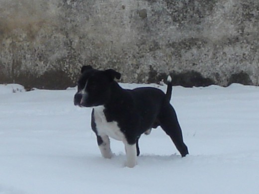 COCO JUGANDO EN LA NIEVE