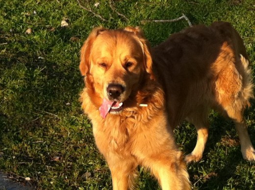 Precioso. Fuerte, sano, noble, bueno, inocente, jugueton,, un gran perro. 