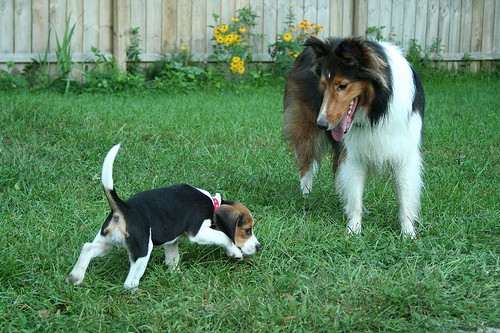 Laika con su amigo Otto