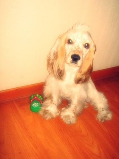 Nico es un cocker de raza blanco con manchas marrones ya tiene 1AÑO (: