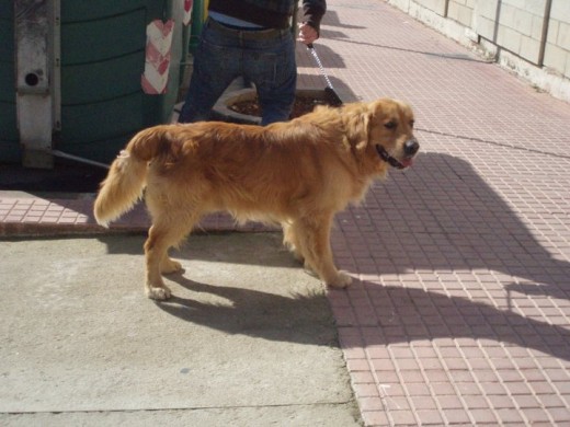Rotj, lo adoptemos el 15/2/2011, de la perrera de Ciutadella de Menorca.
No tenemos su fecha de nacimiento, ya que nunca ha tenido una cartilla en condiciones.
Es muy bueno y cariñoso...que suerte hemos tenido!