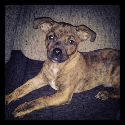 Ruffo Ruffo