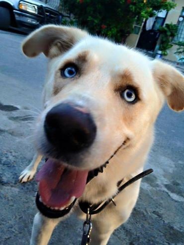 Cruza de Husky con Labrador retriever