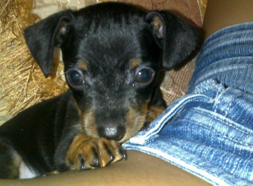 Mi amor!! Mi perro cuando tenia 3 meses!!! 