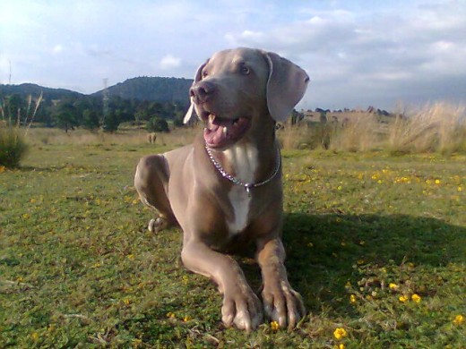 MI BB SETHIE