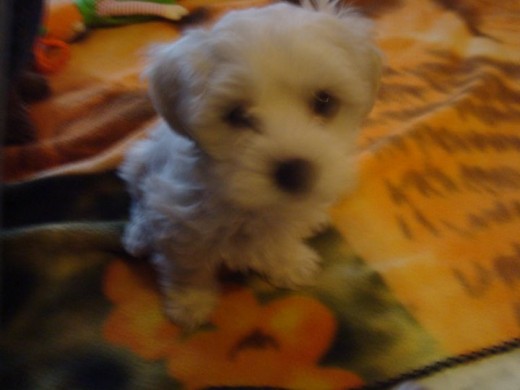 Esta es mi pequeña Nala Esta es mi pequeña Nala