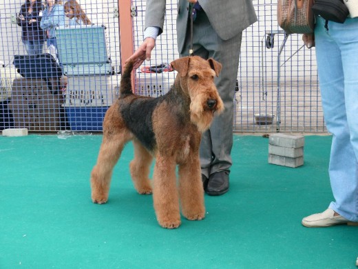 AIREDALE TERRIER