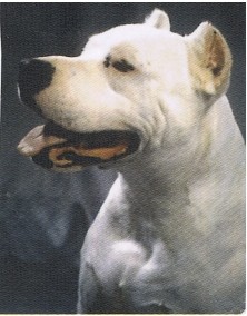 Único Dogo Argentino nacido en España que ha ganado un Mundial.
El amor de mi vida, al que nunca podré olvidar.