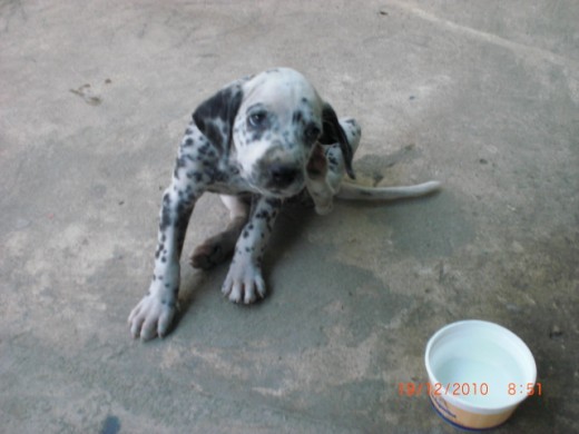 Hola! Mii nombre es Rocky .. Mii mamii me quiere mucho .... y yo tambiien a ella.... Me hagoo piis por tadas partes ... pero mii mami me esta educandoo! me porto muyy bien ... y me concienten muuchoo .... Adoro mi familiia.. Siiempre Hagoo locuras y hago reir mucho a mi mamii ... Espero queee me Votees.. hee! A poco no salgo liindoo! Hola! Mii nombre es Rocky .. Mii mamii me quiere mucho .... y yo tambiien a ella.... Me hagoo piis por tadas partes ... pero mii mami me esta educandoo! me porto muyy bien ... y me concienten muuchoo .... Adoro mi familiia.. Siiempre Hagoo locuras y hago reir mucho a mi mamii ... Espero queee me Votees.. hee! A poco no salgo liindoo!