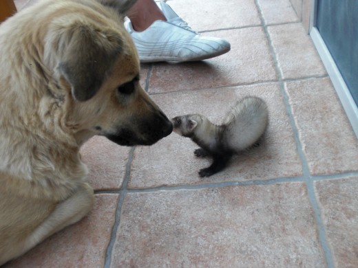 Jugando con Nana le encanta jugar con todos los cachorrros.