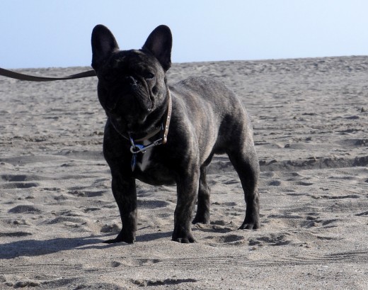 Se vé un poquito oscura, es atigrado y precioso....
Le encanta correr por la arena en la playa.