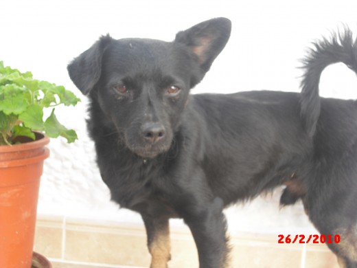 mi perro es muy simpático,pero muy glotón,cuando se tiende las patas traseras  se le dobla,tiene en las cuatros patitas unos calcetines y tiene una oreja para arriba y otra para abajo.