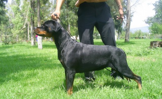 CIRA GANADORA EN PISTAS 
TENEMOS EL GUSTO DE HAVER GANADO EL JOVEN DE EXPOSICION DE ESPECIALIZADA DE LA RAZA ..2 NOVIEMBRE 2007