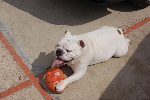 AQUI ESTÁ COPO JUGANDO CON SU PELOTA, UN DÍA DIBERTIDO PARA EL.