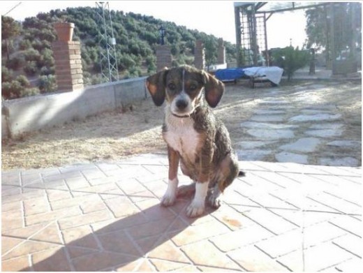 Este es Clapton, en su primer baño, haciendo sus primeros largos en la piscina. Lo metí conmigo y estuvimos bastante tiempo nadando :DD