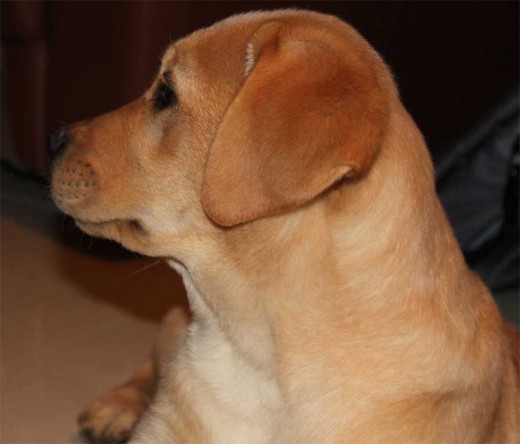 Clara con 3 meses.
