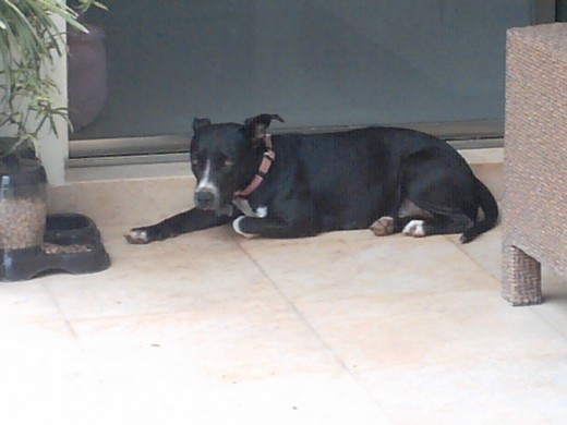como pueden ver Wika aun tiene cola y las orejas largas, pues tenian abandonada a toda la familia en un terreno que ya no se frecuentava por la familia que compro alos papas de wika.
es muy miedosa,porlo cual supongo que la maltratavan, pido consejos de como ganarme la confiansa de ella, por que se que cuando me la gane sera una amiga que me acompañara siempre como pueden ver Wika aun tiene cola y las orejas largas, pues tenian abandonada a toda la familia en un terreno que ya no se frecuentava por la familia que compro alos papas de wika.
es muy miedosa,porlo cual supongo que la maltratavan, pido consejos de como ganarme la confiansa de ella, por que se que cuando me la gane sera una amiga que me acompañara siempre
