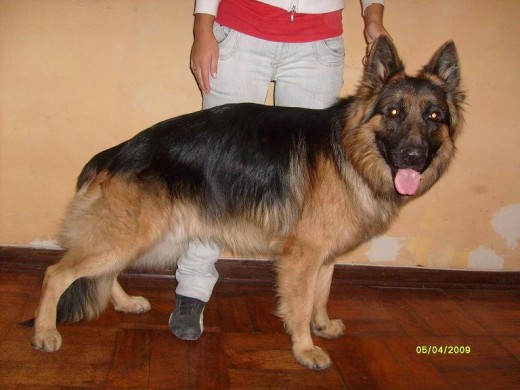 Aqui el Rex Posando placenteramente...