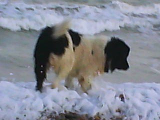 LULU esta intentando entrar en la playa, pero hay mucha marea y se queda en la orilla