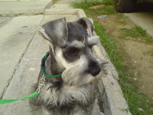 mistico a los 6 mees con su primer corte de pelo