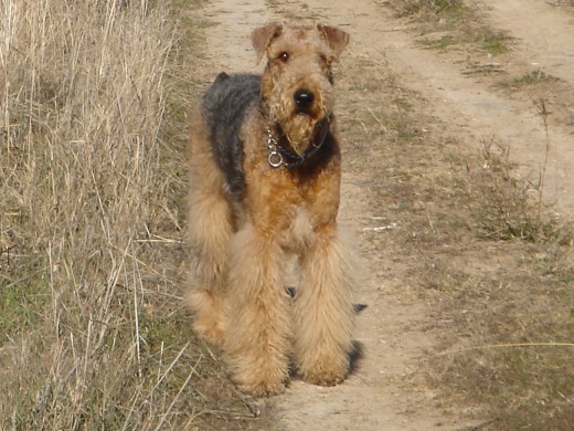 hola!!os presento a GUS un airedales terrier maravilloso