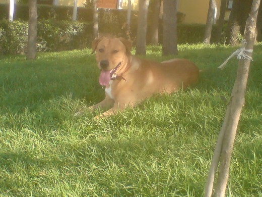 BUENO ALLI ESTA EN EL PARQUE ESTA DESCANSANDO PORQ SE METIO ALA FUENTE CON AGUA JEJE ES UNA LINDURA MI BEBE 