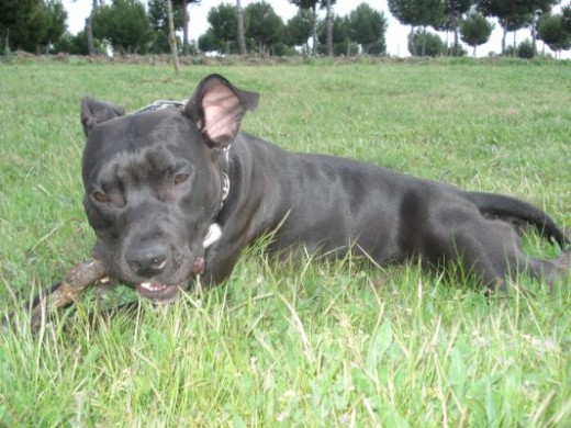 Esta es mi chica, como siempre con un palo en la boca. Son su diversion favorita en la calle. Con ese aspecto de fiera, lo unico que puede hacer, es comerte a besos, ejejeee......