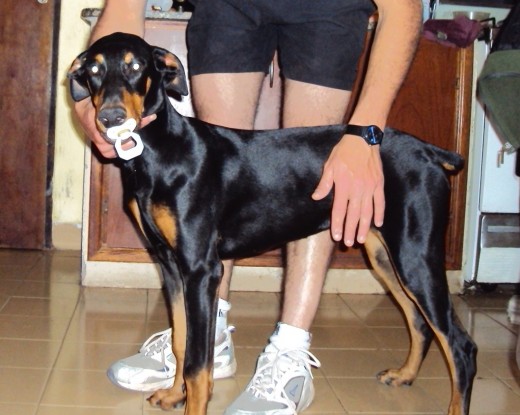 Mora ahi tiene 5 meses de edad es una dobermann super cariñosa, y se apodero de un chupete que encontre...