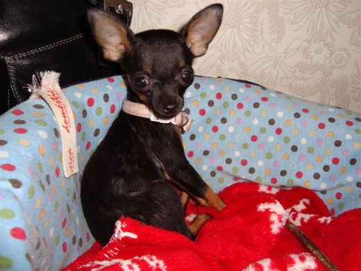Esta es lulu, una pequeñisima pinscher de bolsillo, apenas tiene 3 meses de vida
