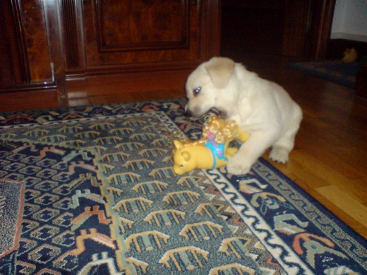 Jara jugando Jara jugando