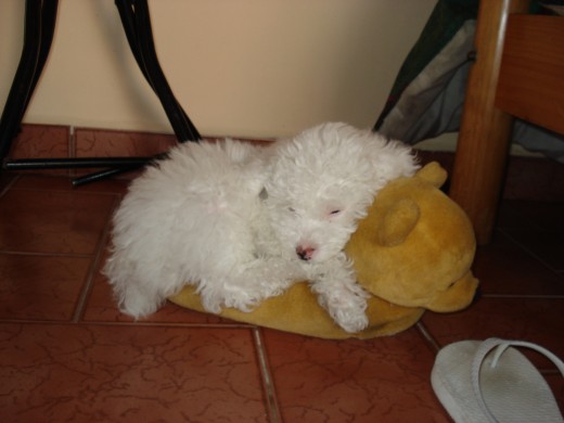 A Fito le encanta dormir sobre mi pantufla!!! En la foto esta mas pequeño que ahora, ya no cabe sobre ella.