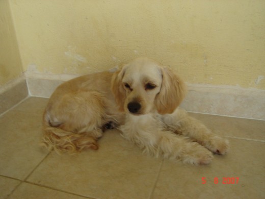 Mi pequeña lola fue robada en diciembre de 2007 sigue viviendo el corazon de la familia... Te extrañamos Lolita.