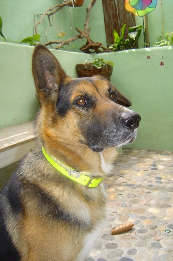 Moe es hijo de una Pastor Alemán y un Rottwailer que tenian en una obra como vigilantes, en principio la hembra estaba esterilizada pero se quedó en estado... Casualmente mi marido trabajaba en esa obra y solo pudimos salvar a Moe, dandole biberones. Lamentablemente el resto de la camada no corrio la misma suerte... Moe es hijo de una Pastor Alemán y un Rottwailer que tenian en una obra como vigilantes, en principio la hembra estaba esterilizada pero se quedó en estado... Casualmente mi marido trabajaba en esa obra y solo pudimos salvar a Moe, dandole biberones. Lamentablemente el resto de la camada no corrio la misma suerte...