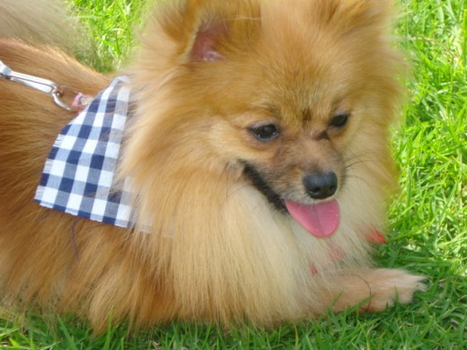 ESTA HERMOSA POMERANIAN NO PESA NI DOS KILOS Y ES UNA BELLEZA..... LA AMAMOS