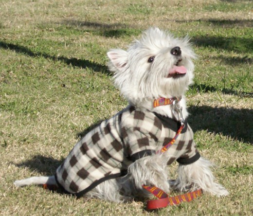 AQUI ESTOY EN MI PARQUE PREFERIDO... EN PUERTO MADERO (BUENOS AIRES), LUCIENDO UNO DE MIS VESTIDITOS. SOY MUY COQUETA