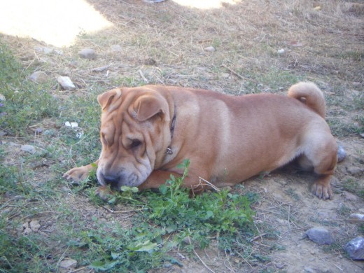 Es un perro muy bueno y cariñoso, es de la camada de Aires de Al-Andalus y no se que hariamos sin el.