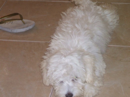 Mi Bebe Bell0