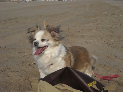 Luzna corriendo en la playa